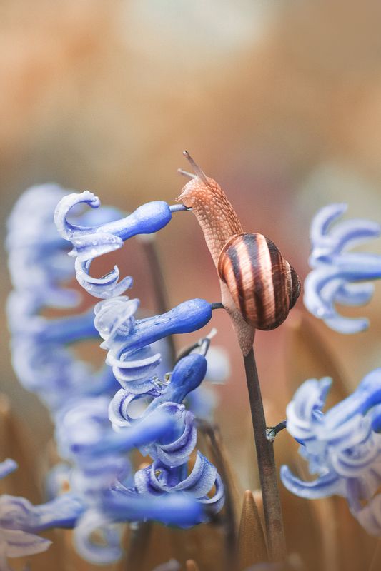 snail, macro, hyacinth, flower, close up, улитка, цветок, макро Здраствуй!photo preview