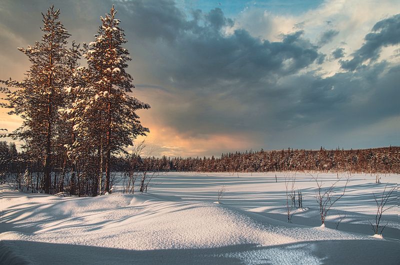 ковдор, кольский, зима, лес, мурманская область вечерний лес фото превью