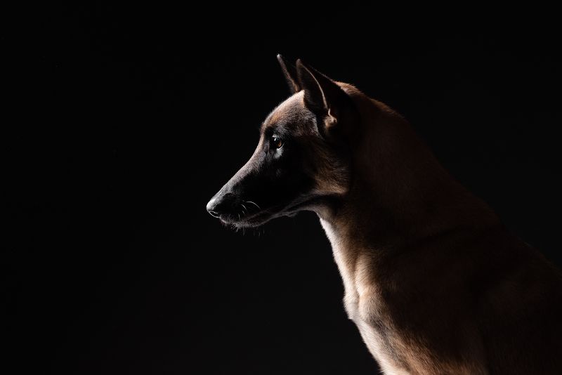 собака, животное, малинуа, овчарка Зенаphoto preview