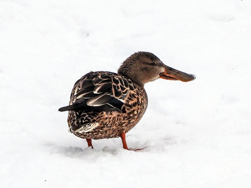 носик -курносик))photo preview