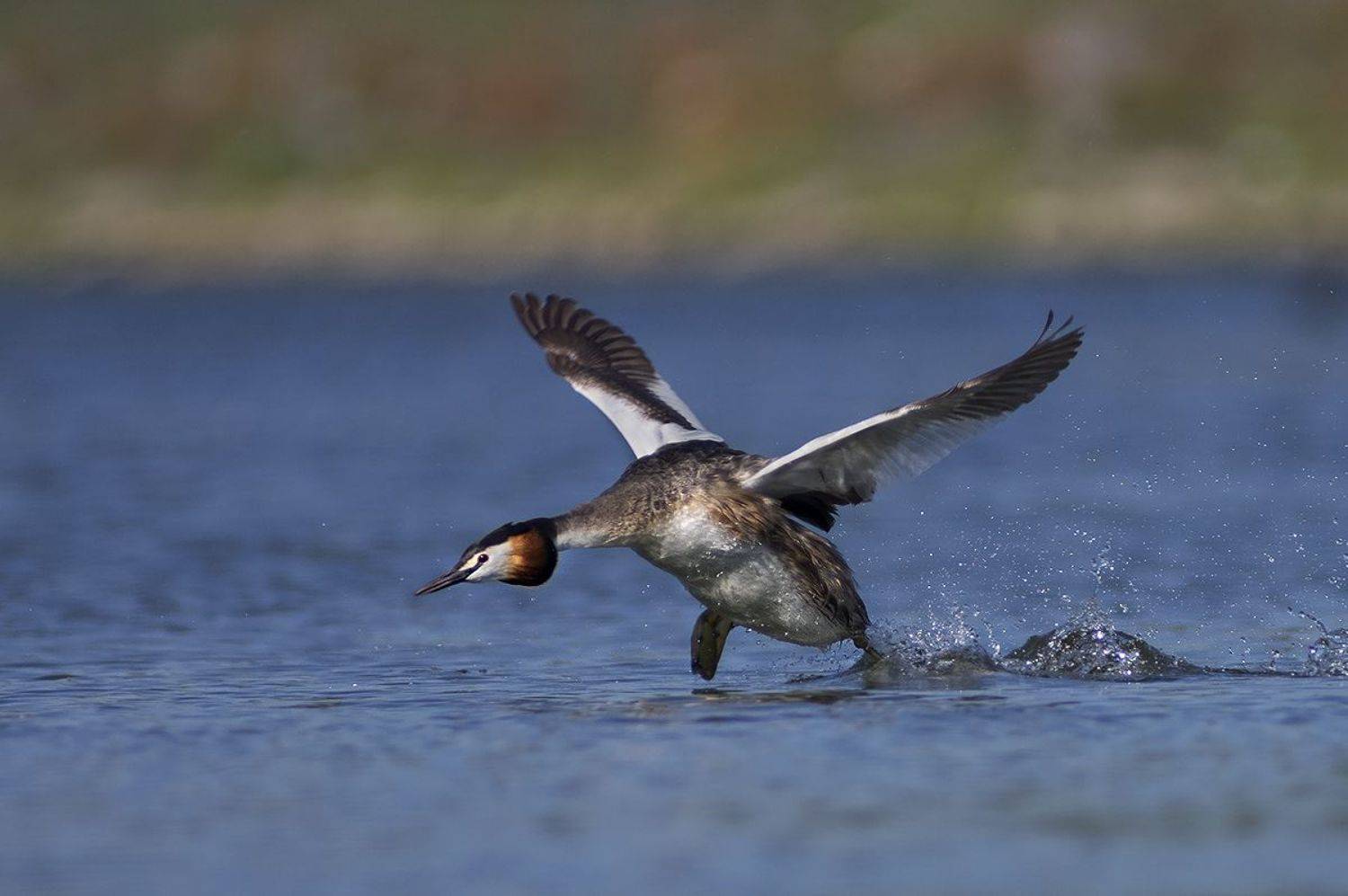Чомга. Автор: Евгени Стефанов , Евгени Стефанов