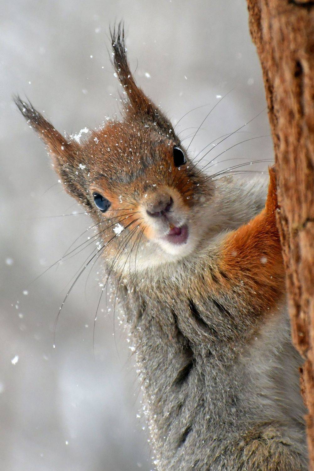 , Корнейчук Игорь