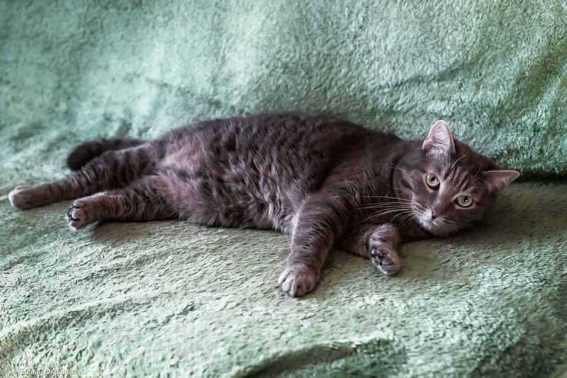 кошка, кот, животные, потрет Семёнphoto preview