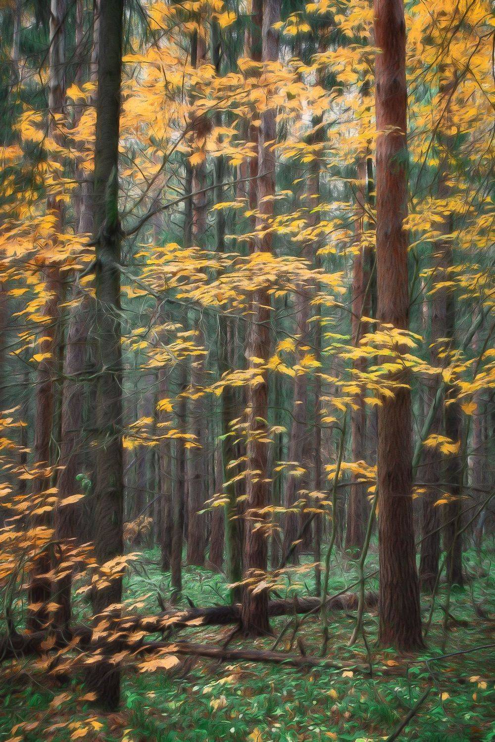 В осеннем лесу. Автор: Валерий Вождаев лес, осень, пейзаж, forest, woodland, autumn, landscape, Валерий Вождаев