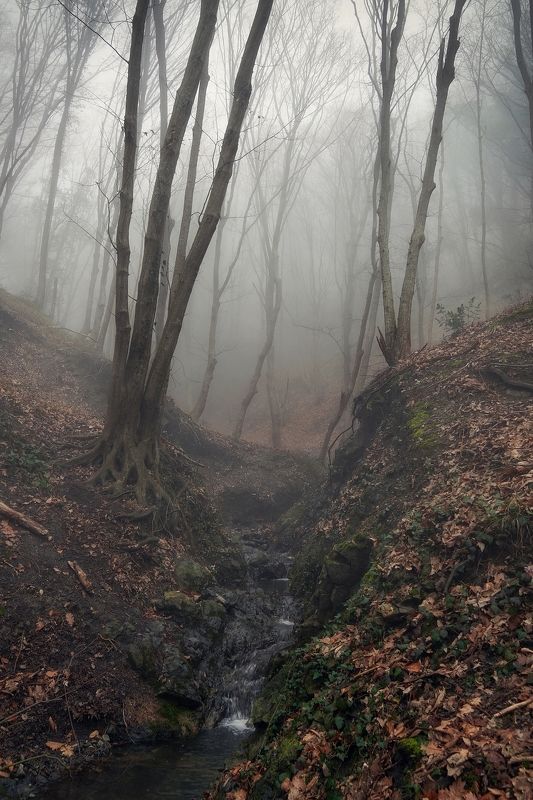 В сонном тумане в дрёме деревьев, слышно хлопок одной ладони.photo preview