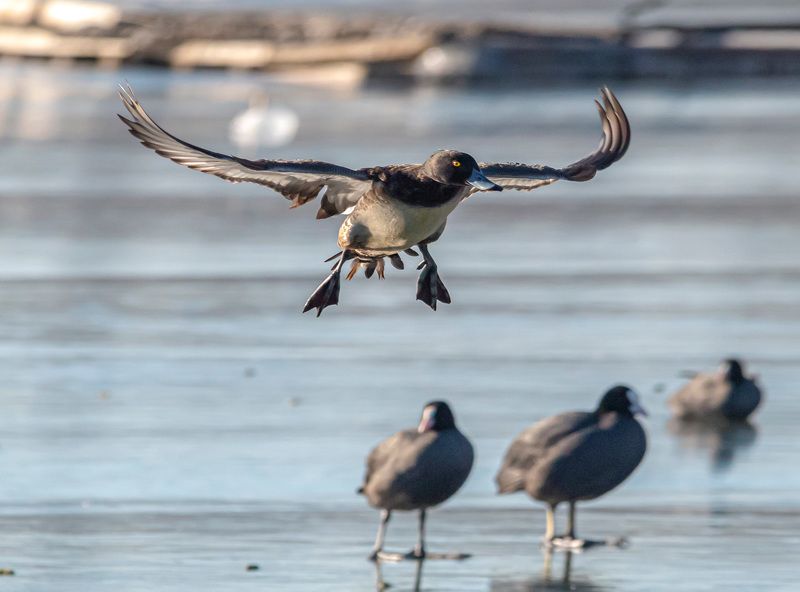 Приземление (Хохлатая чернеть)photo preview