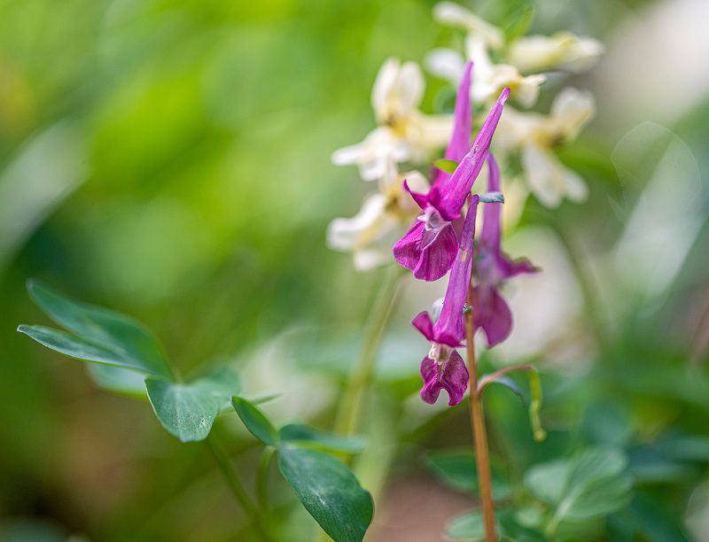 хохлатка, весна, цветы Хохлатка фото превью