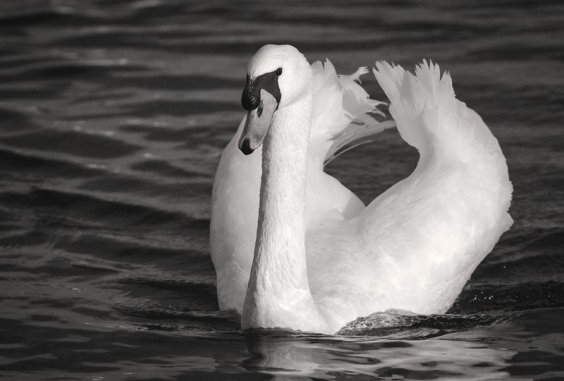 лебеди ...photo preview