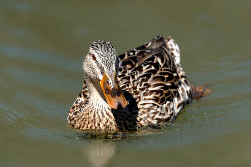 Кряква (Anas platyrhynchos)photo preview