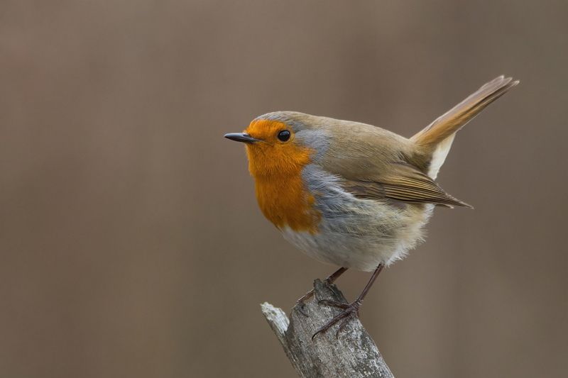 Зарянкаphoto preview