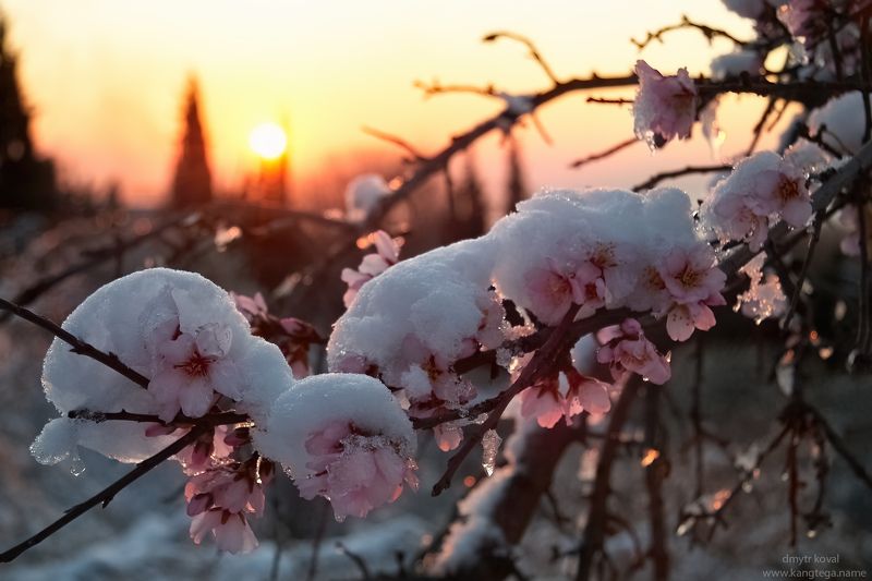 дмитр коваль, гималаи и крым вне треков, пейзаж как магия Рассвет в волшебной стране Миндалииphoto preview