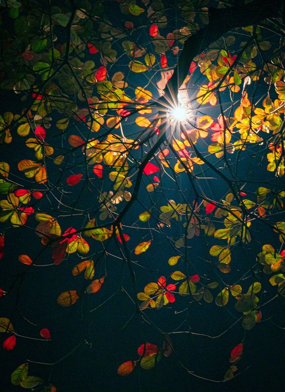 Colorful Leavesphoto preview