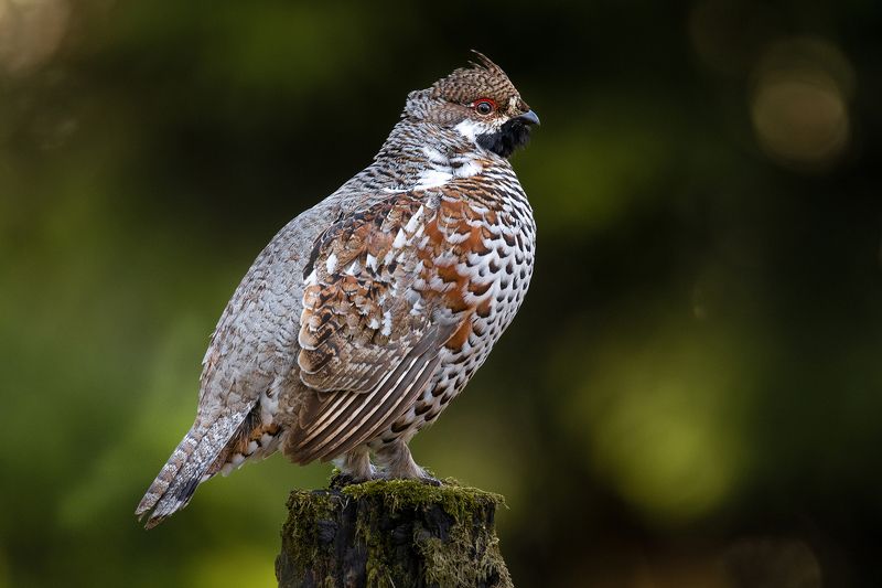 Рябчикphoto preview