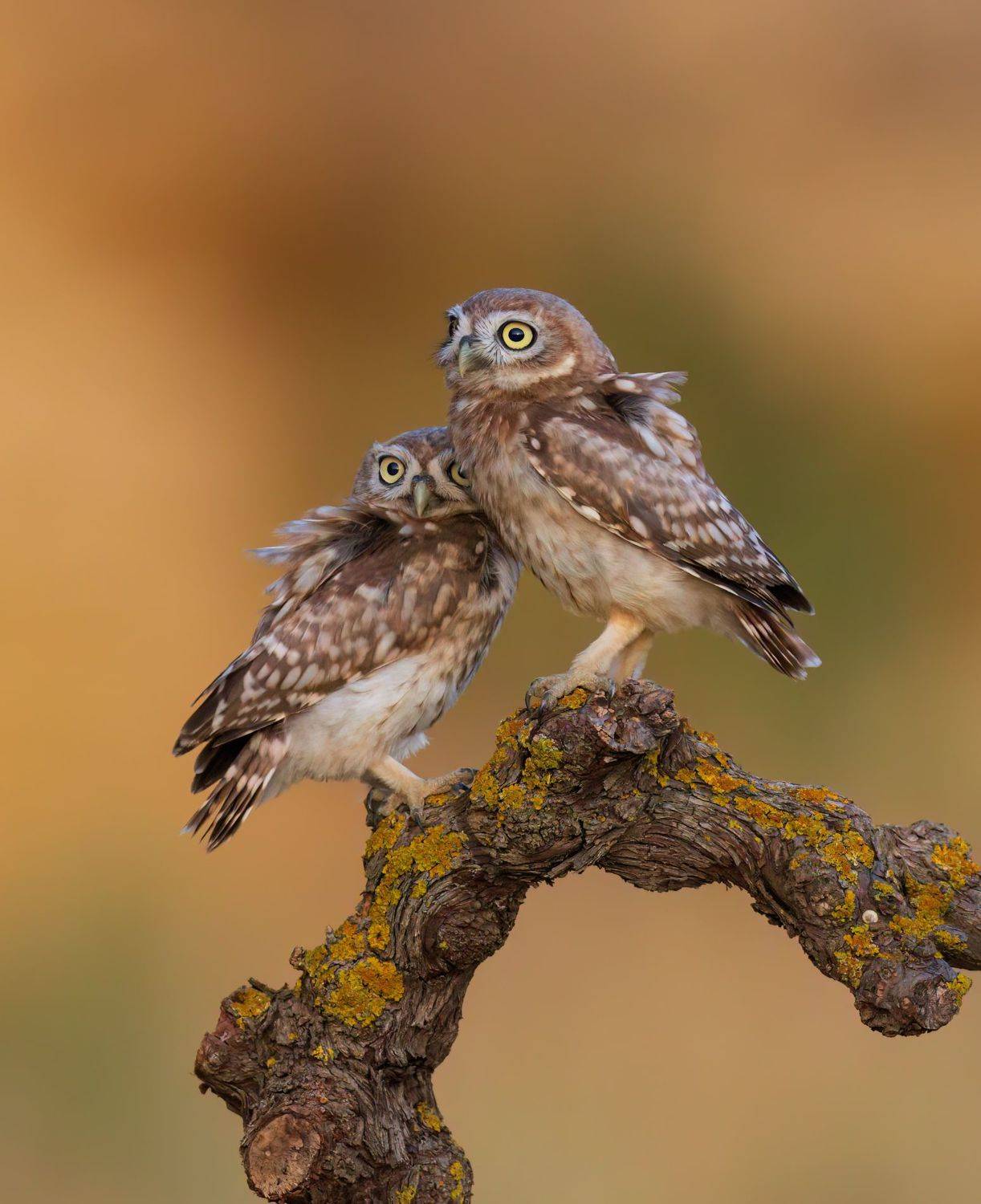 ***. Автор: Фруман Евгений , Фруман Евгений