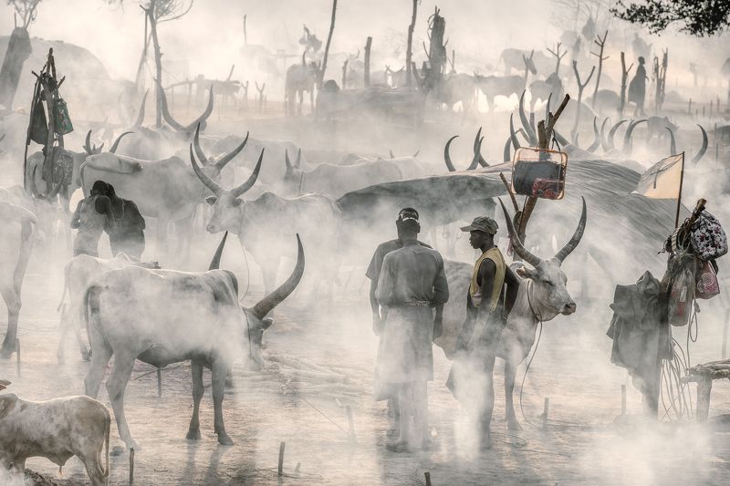 Mundari, tribe, South Sudan, africa The cattle campphoto preview