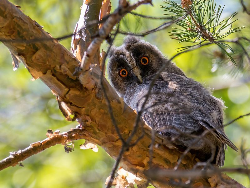 ушастая сова, совёнок ***photo preview