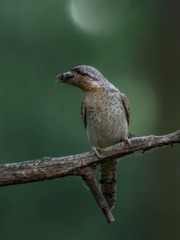 вертишейка Кормилица-вертишейкаphoto preview
