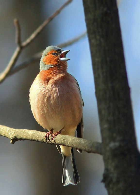 Певунphoto preview