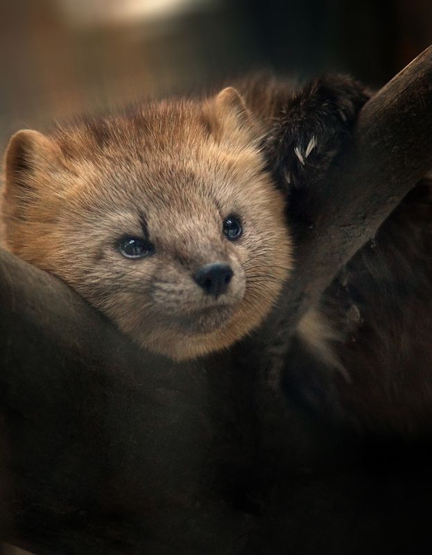 Собольphoto preview