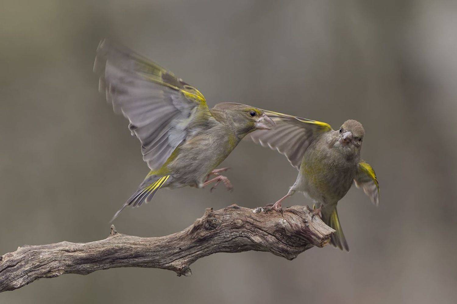 , Евгени Стефанов