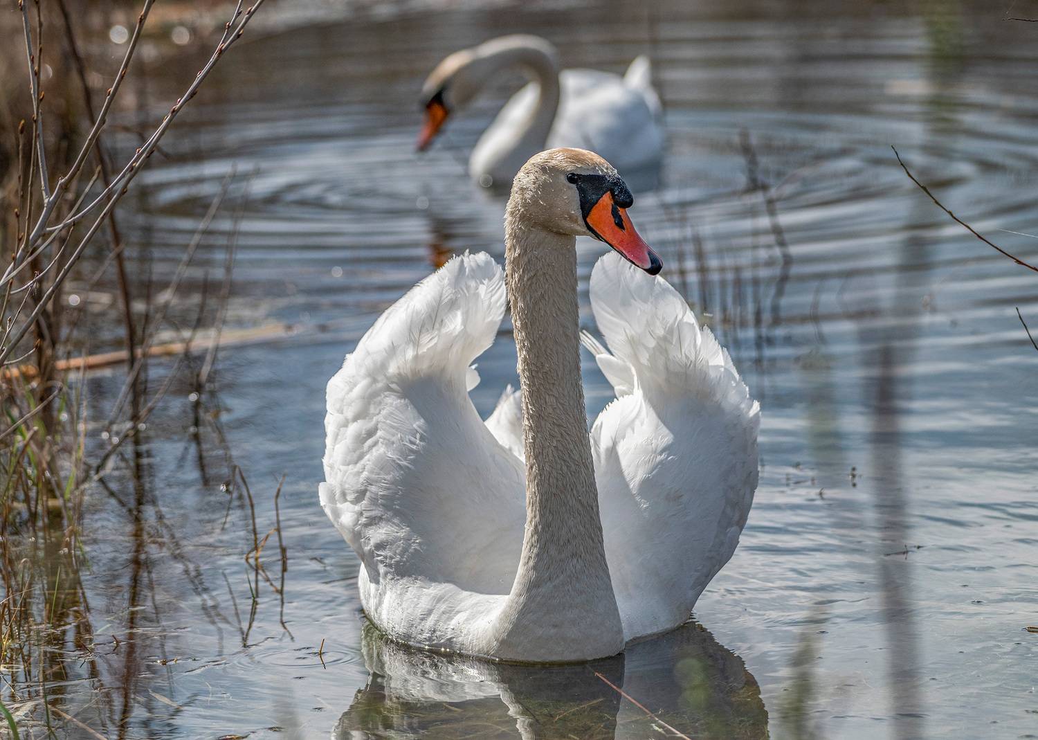 , Савчук Сергей