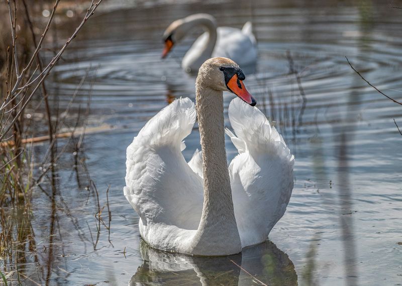 Под весенними солнышкомphoto preview