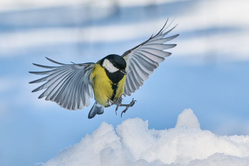 Посадкаphoto preview