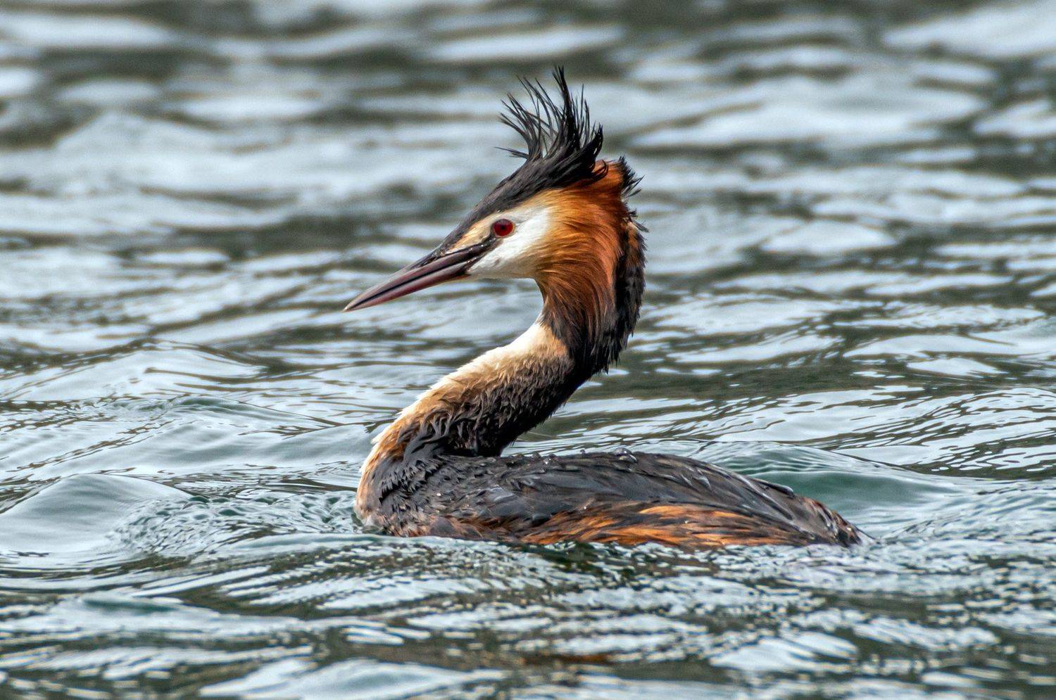 чомга, большая поганка, кисловодск, птицы, Савчук Сергей