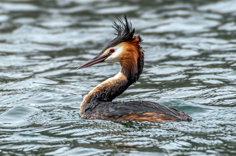 чомга, большая поганка, кисловодск, птицы Модница (Чомга)photo preview