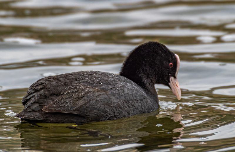 Свет мой зеркальце скажи... (Лысуха)photo preview