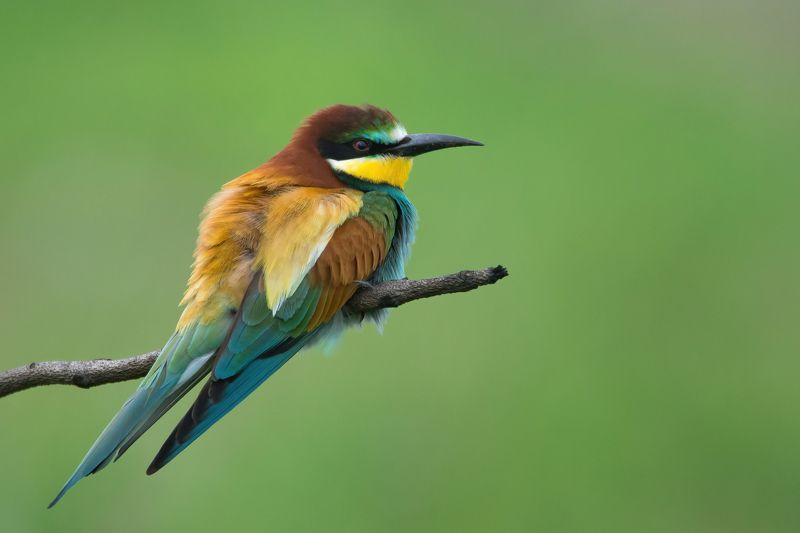 Золотистая щуркаphoto preview