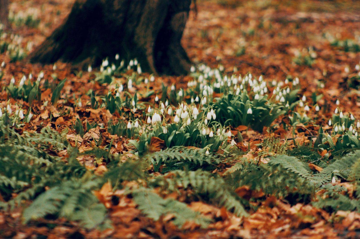 #Fern #snowdrops #forest #nature #подснежники, Bubblegum