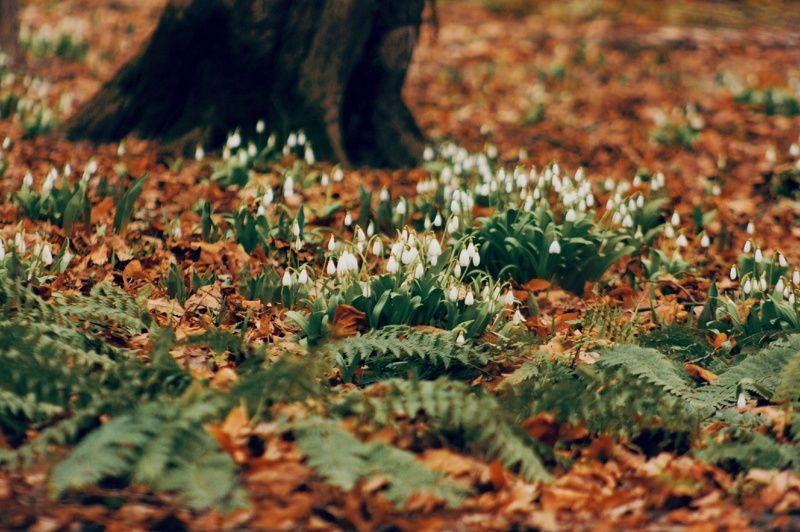 #Fern #snowdrops #forest #nature #подснежники Fern and snowdrops фото превью