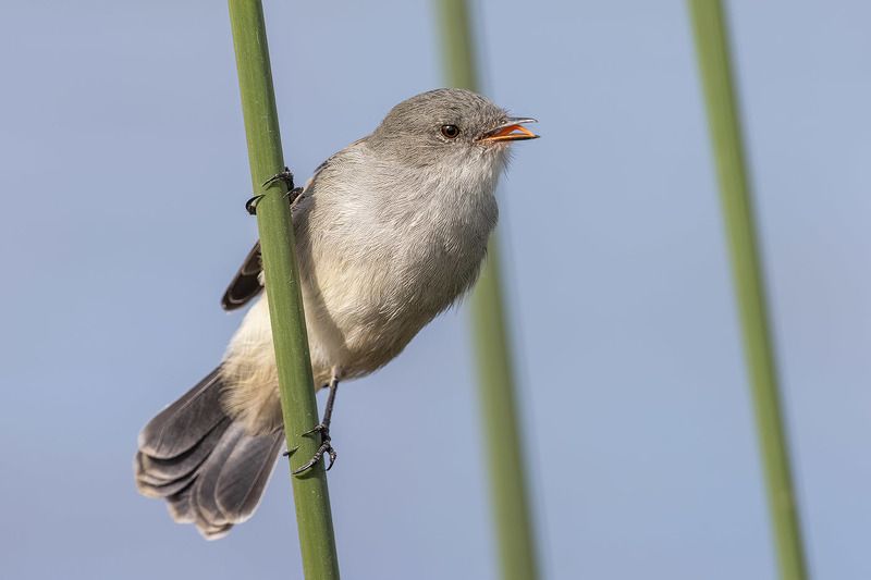птицы, уругвай ***photo preview