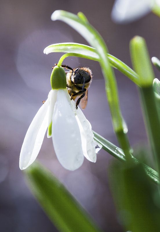 Подснежники фото превью