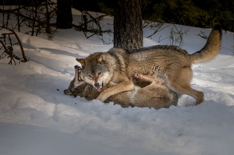 волк, волки, фотоохота, красный бор, беларусь, wolf, wolves, photo hunting, krasny bor, belarus, нд, в лесах беларуси Кто кого?photo preview