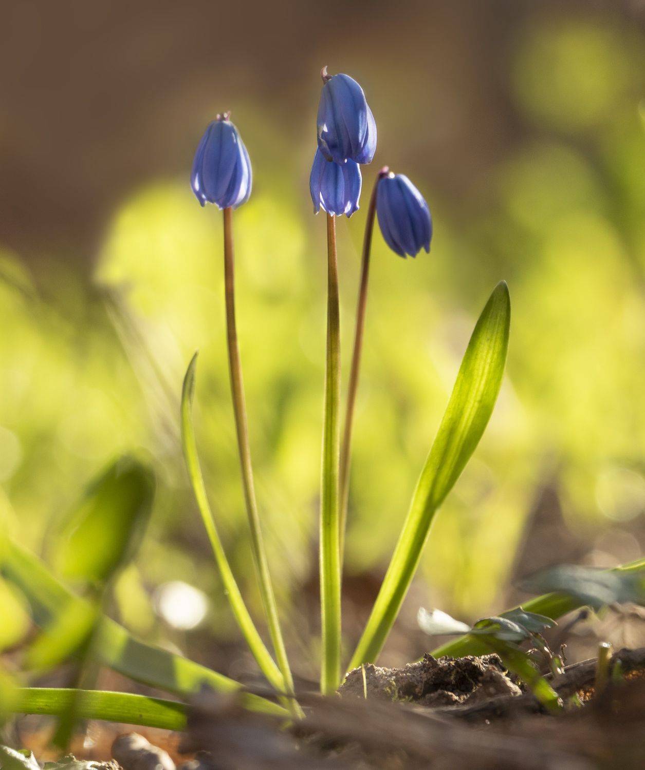 цветы, Olga Bonina