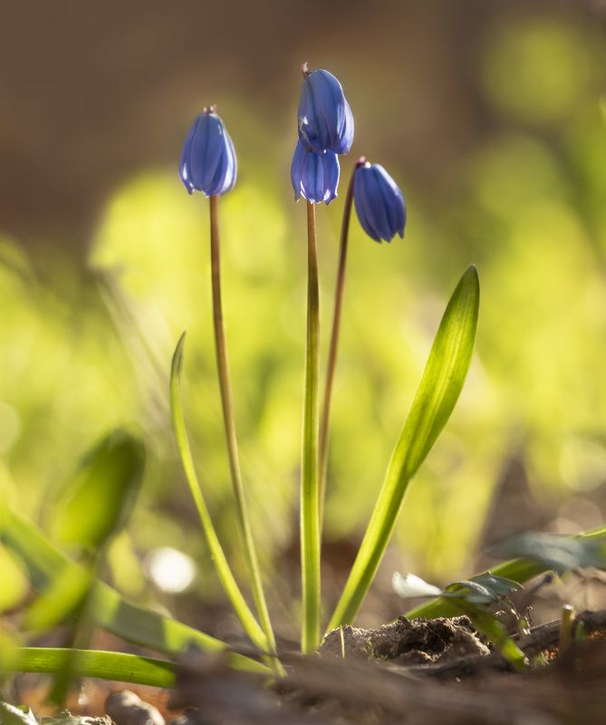 цветы photo preview