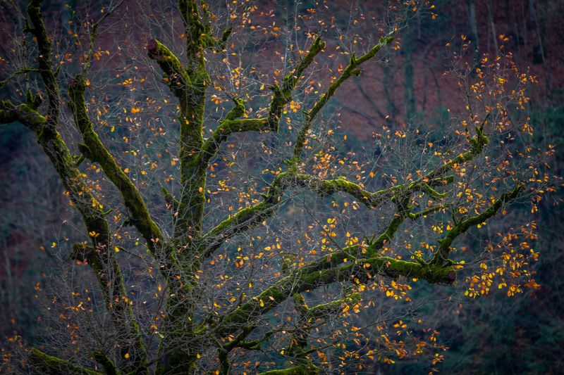 Осеньphoto preview