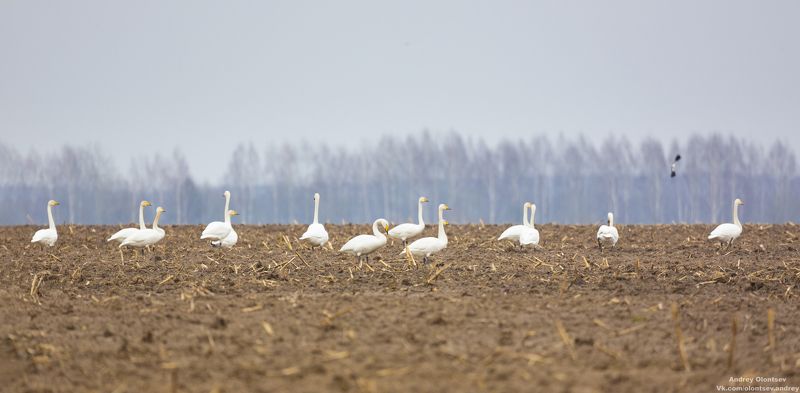 солнце, россия, рассвет, природа, подмосковье, погода, пейзажи, пейзаж, отражение, наукоград, красота, дубна, вода, весна, weather, water, spring, russia, reflection, naukograd, nature, moscow, landscape, dawn, canon, dubna, beauty Журавлиная родина весной фото превью