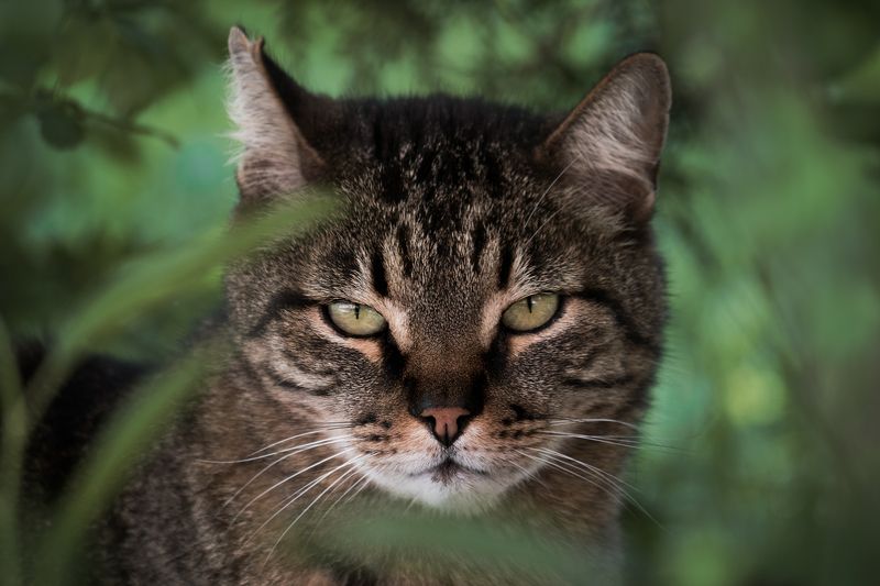 кошка, портрет, cat, portrait Мрррррphoto preview