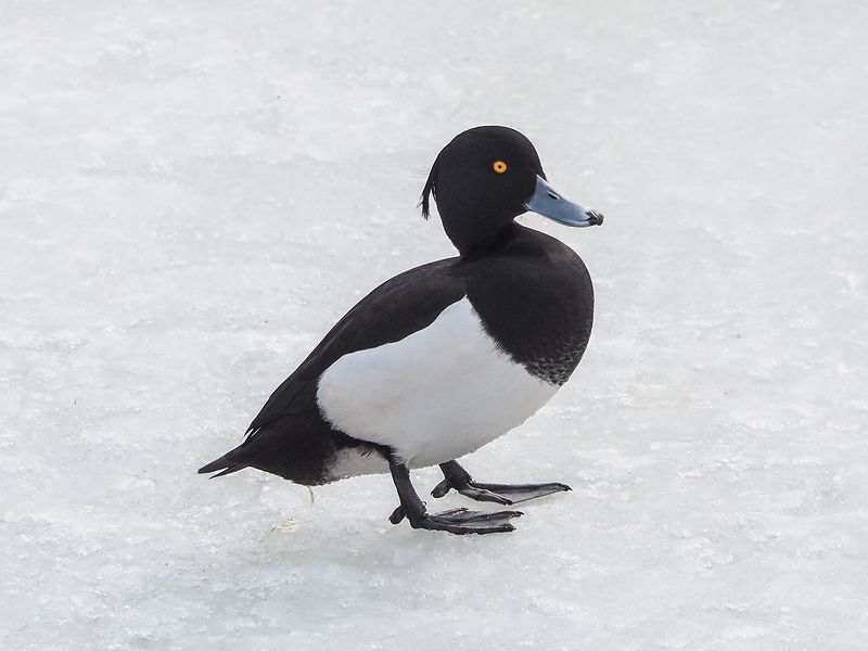 хохлатая чернетьphoto preview