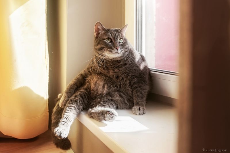 котики, коты, кошки, животные Котикиphoto preview