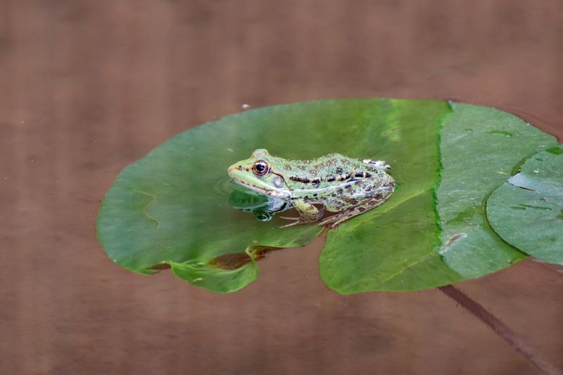 В ожидании царевичаphoto preview