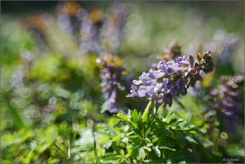 весна,апрель,хохлатка Весна фото превью