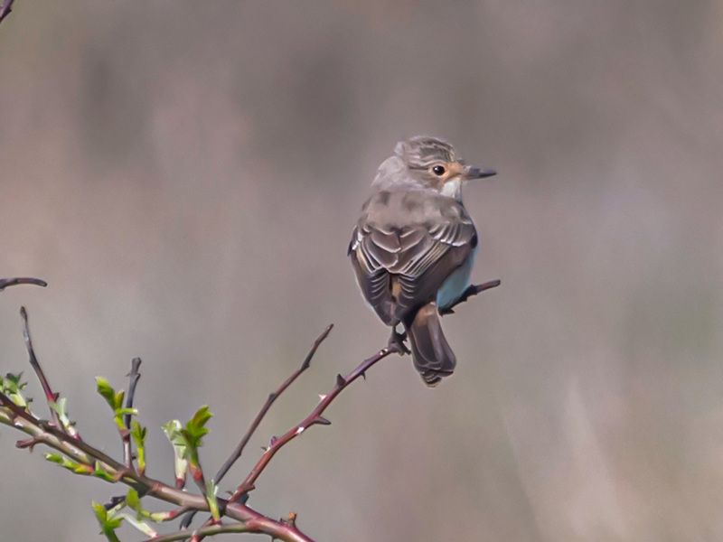 серая мухоловка, птицы, опукский заповедник, крым Серая мухоловкаphoto preview