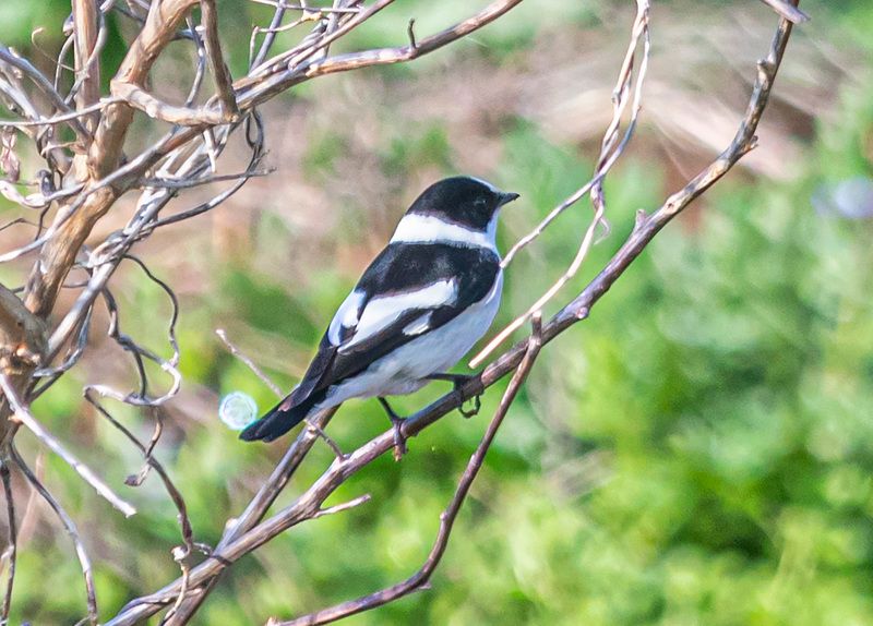 мухоловка-белошейка, крым, опукский заповедник, птицы Мухоловка-белошейкаphoto preview