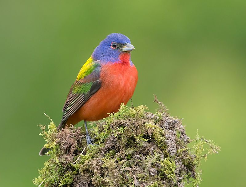 расписной овсянковый кардинал, painted bunting, кардинал,весна Painted bunting. male - Расписной овсянковый кардиналphoto preview