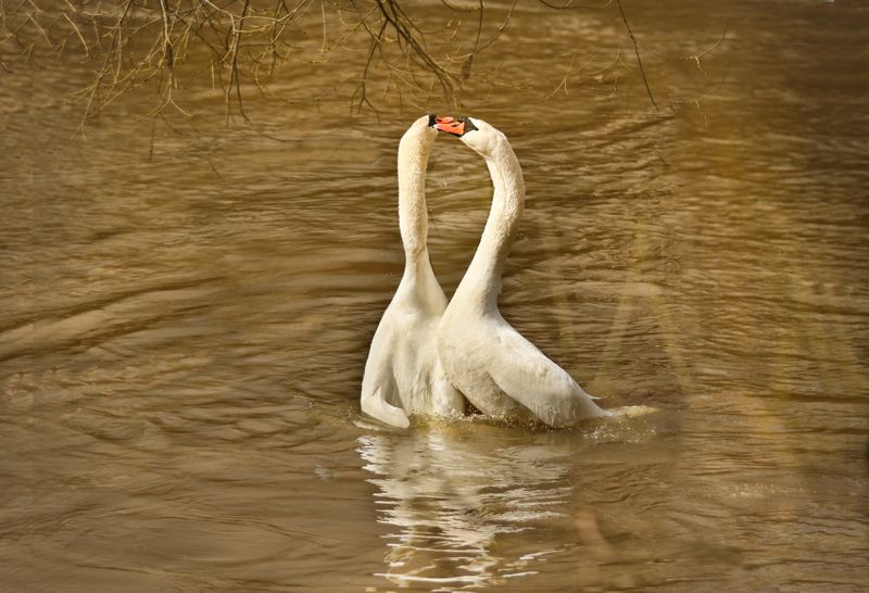 природа, плицы, лебеди, река, весна, танец Танец лебедей фото превью