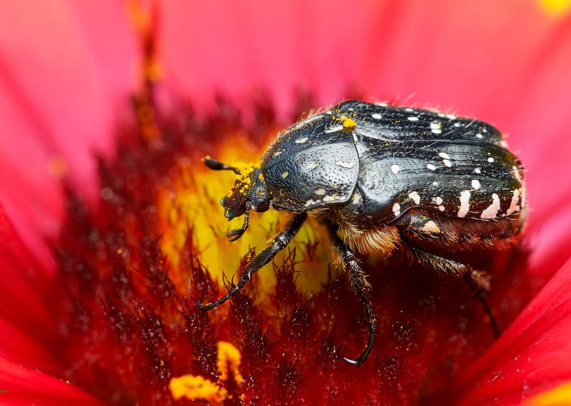 бронзовка вонючая, олёнка рябая, зловонная, пятнистая, траурная, oxythyrea funesta, пластинчатоусые, scarabaeidae, жук Маленький огнеедphoto preview